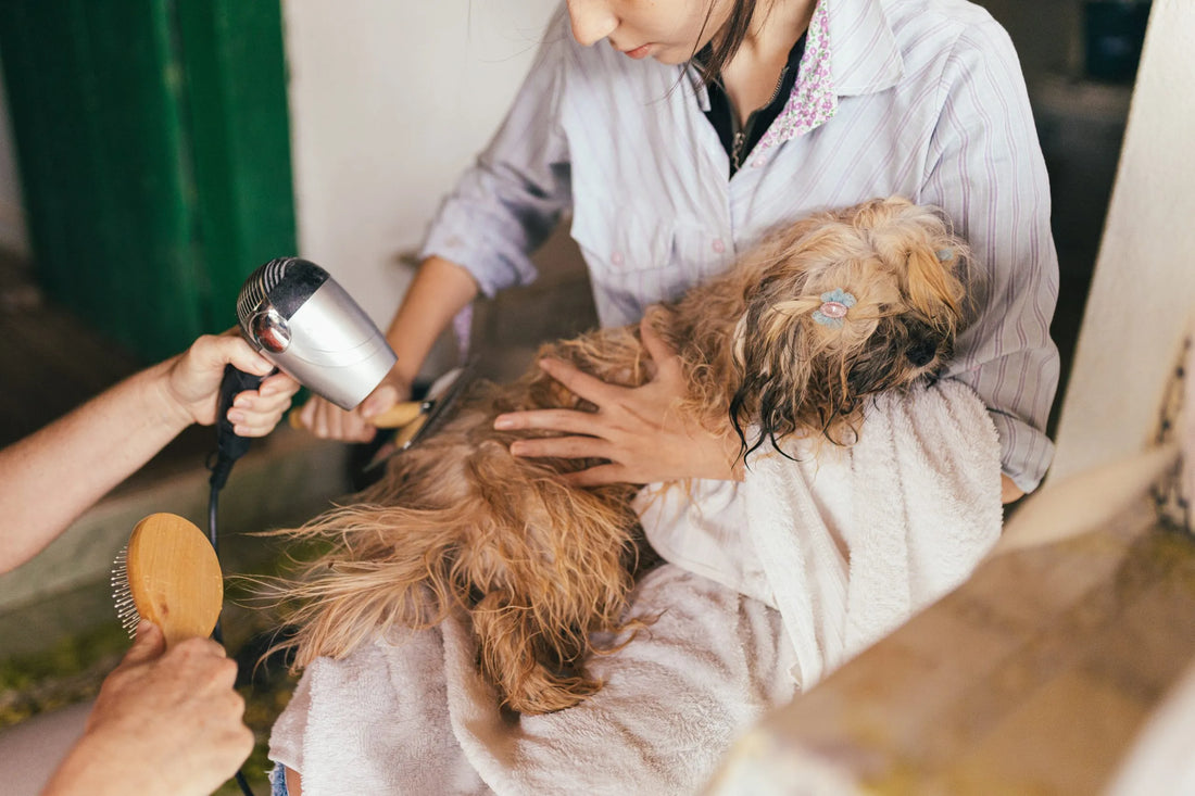 Come districare i nodi nel pelo del cane? - Animaliapet